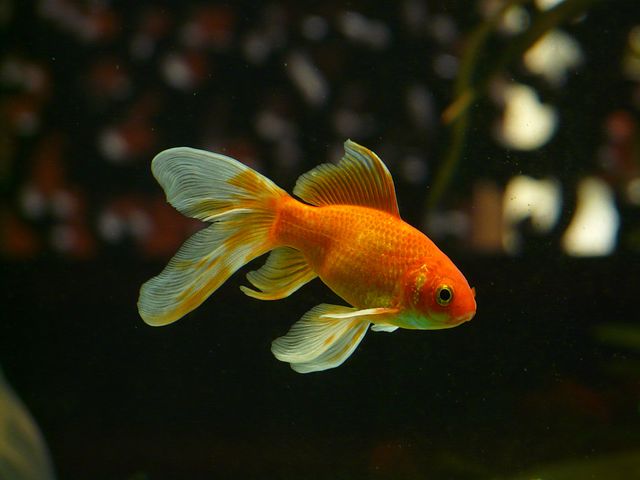 金魚すくいで捕まえた金魚の寿命は 弱い 飼育のコツとは 銀の風
