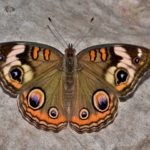 小さい蛾が家の中で何度も出る 大量発生した場合の駆除の方法とは 銀の風