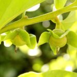 柿の木に実がならない原因とならない時にできること 寿命もある 銀の風